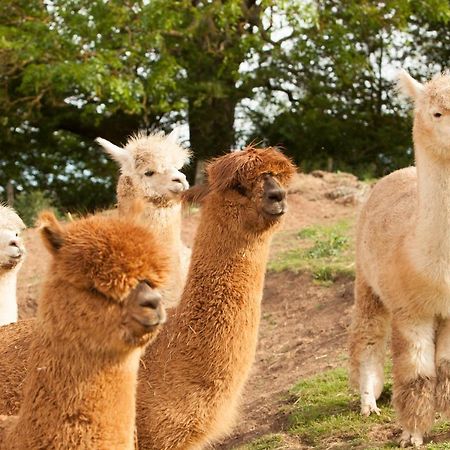 The Llama Hut Kirklevington 外观 照片