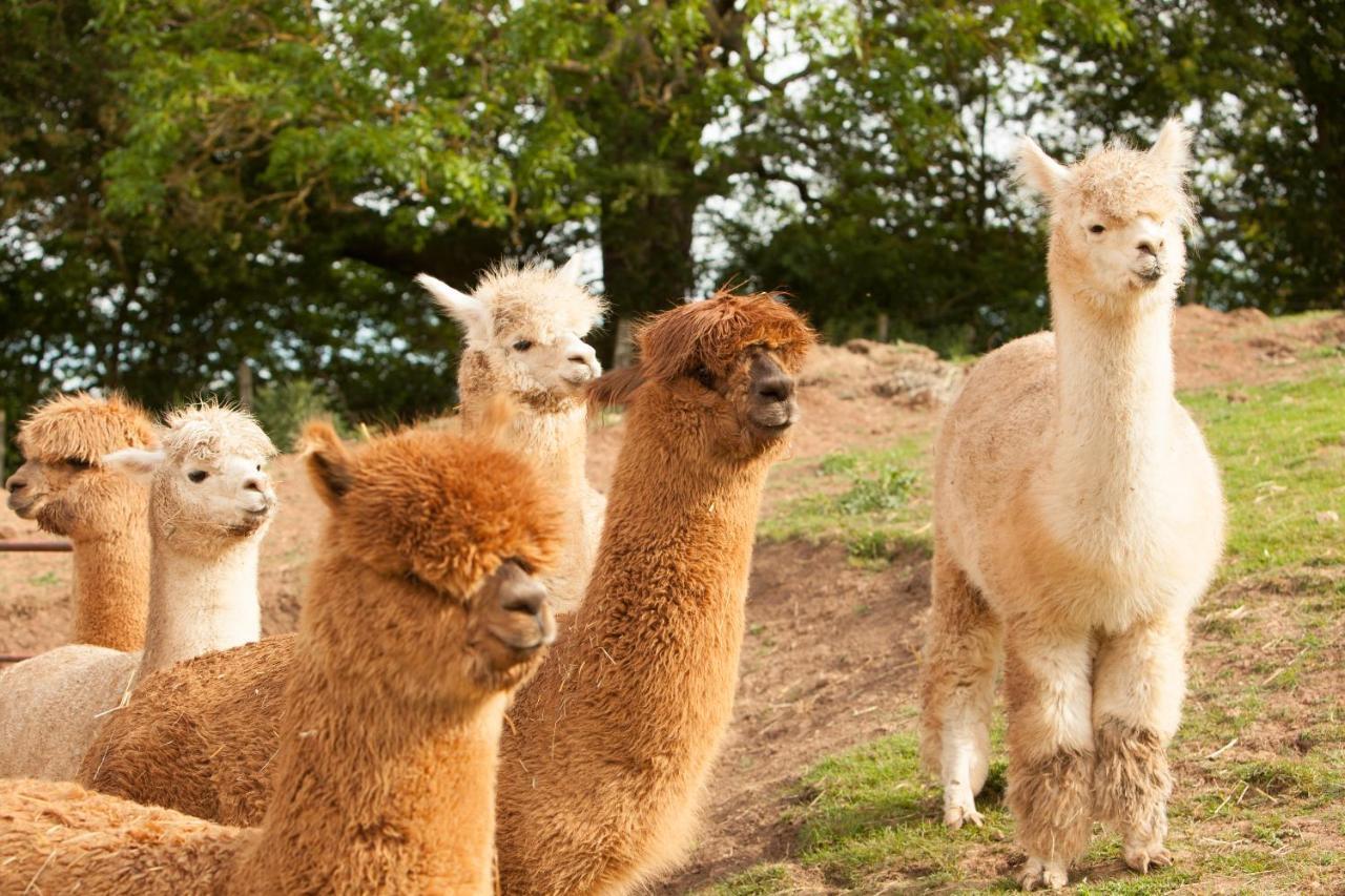 The Llama Hut Kirklevington 外观 照片